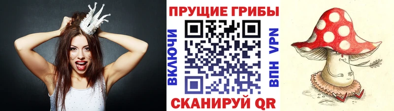блэк спрут сайт  Шадринск  Галлюциногенные грибы Cubensis  купить наркотики сайты 